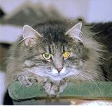 Sibirische Katze Fjodor von der Gronau